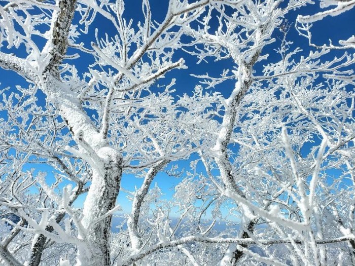 6.광양시, 환상적인 겨울 백운산 눈꽃여행 떠나 볼까-관광과 4.jpg