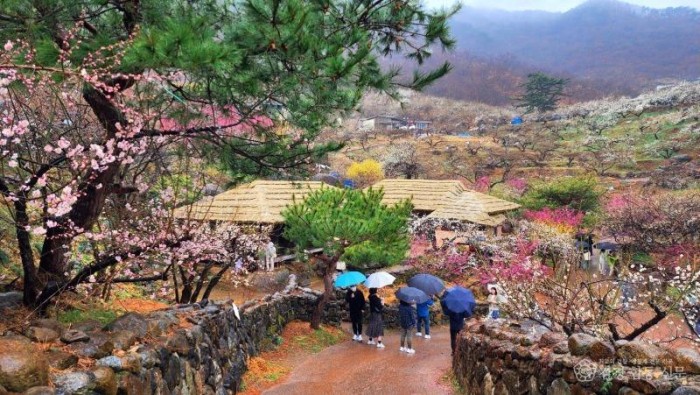 광양시, 대한민국에서 가장 아름다운 축제 연이어 펼친다 - 관광과 2.jpg