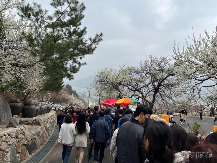 매화축제 인파 1 - 관광과.jpg