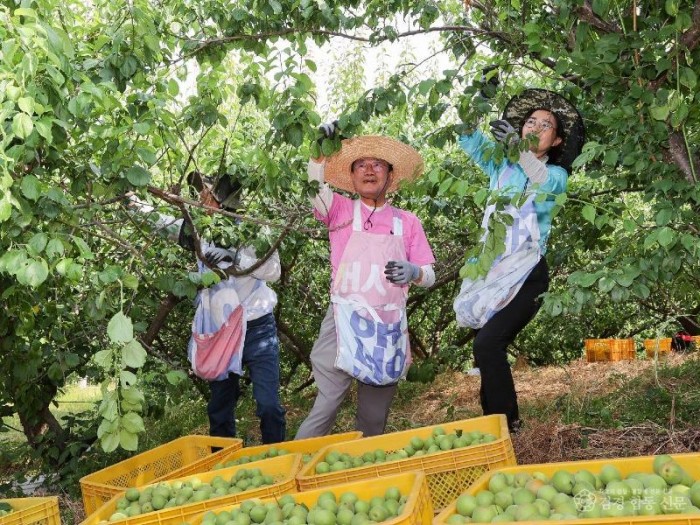 광양시 공직자, 매실 수확철 ‘농촌 일손돕기’ 적극 나서 - 스마트원예과 (1).jpg