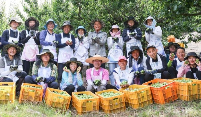 광양시 공직자, 매실 수확철 ‘농촌 일손돕기’ 적극 나서 - 스마트원예과 (2).jpg