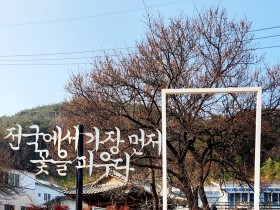 [광양시] ‘전국에서 가장 먼저 피는 꽃’ 광양 다압면 소학정 매화, 귀한 꽃망울 ‘톡톡’