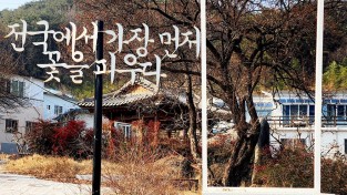 [광양시] ‘전국에서 가장 먼저 피는 꽃’ 광양 다압면 소학정 매화, 귀한 꽃망울 ‘톡톡’