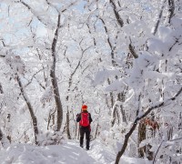 [광양시] 눈부신 설경 자랑하는 백운산 눈꽃여행 어때요?