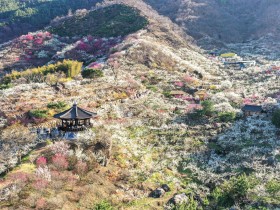 [광양시] 광양매화마을, 꽃으로 가득한 국내외 ‘봄꽃 여행지 6선’